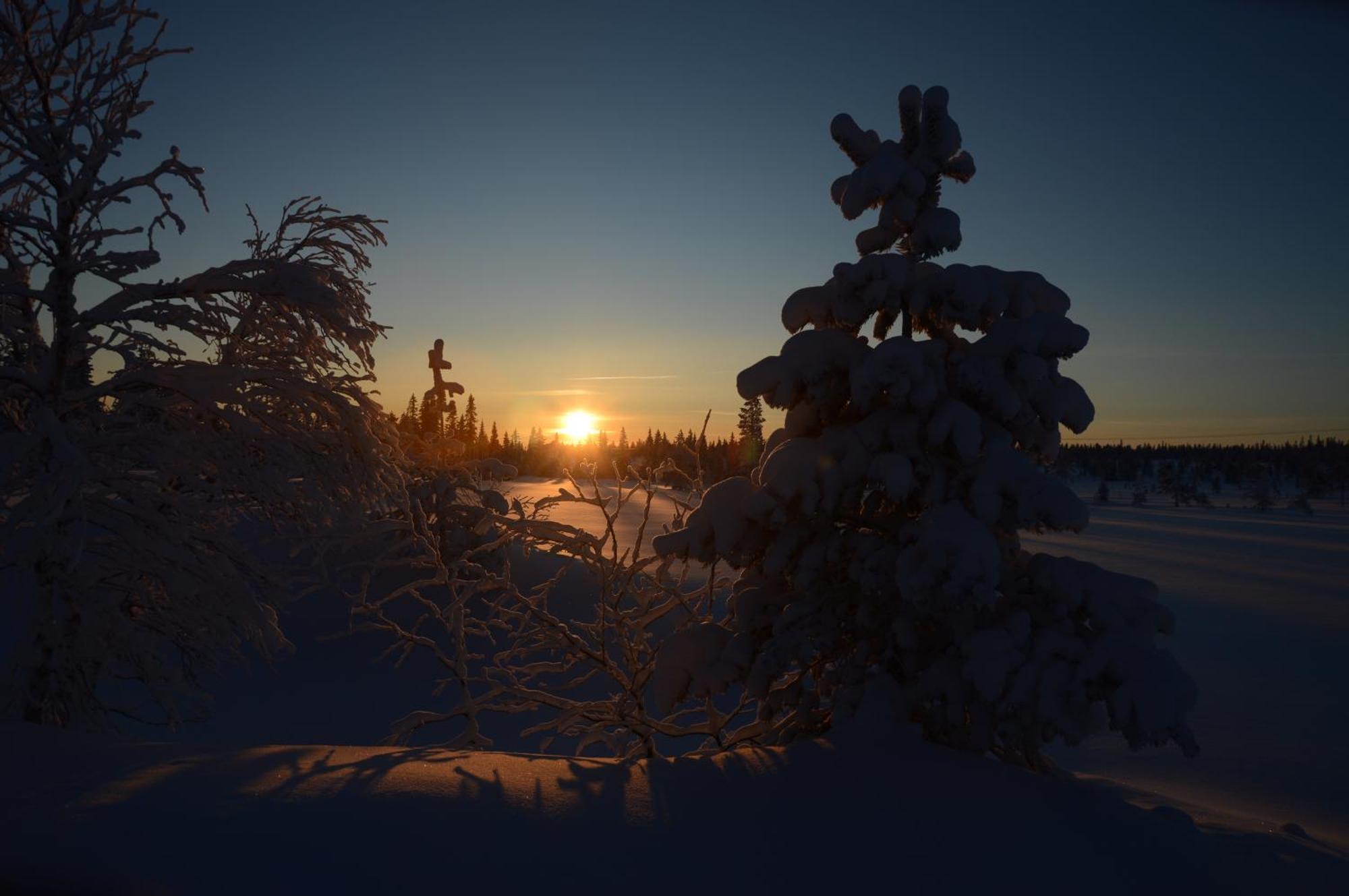 12 - Fulufjellets Nasjonalparker - Natur-, Dyre- Og Fugleopplevelser Ljørdal Extérieur photo