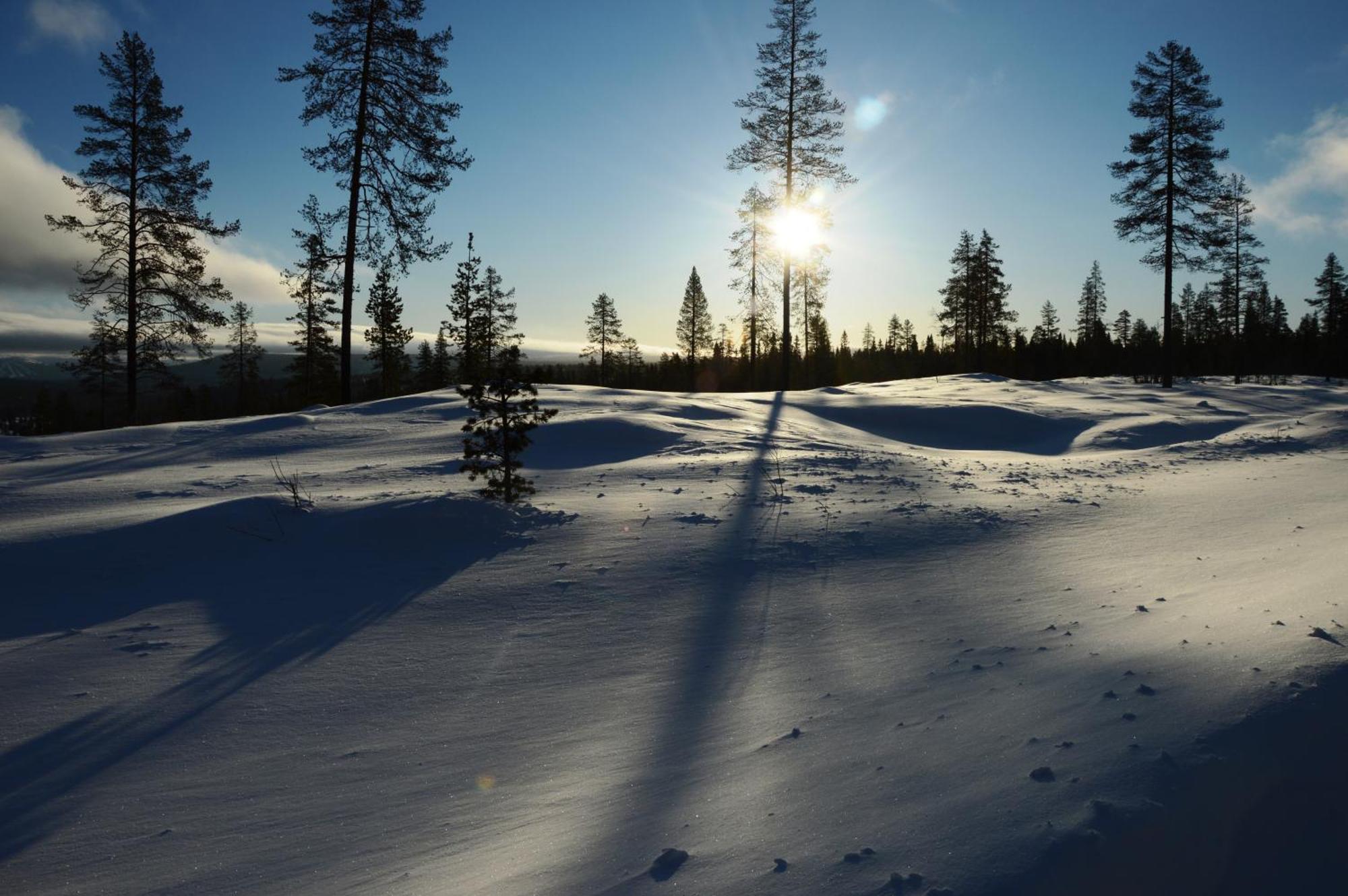 12 - Fulufjellets Nasjonalparker - Natur-, Dyre- Og Fugleopplevelser Ljørdal Extérieur photo