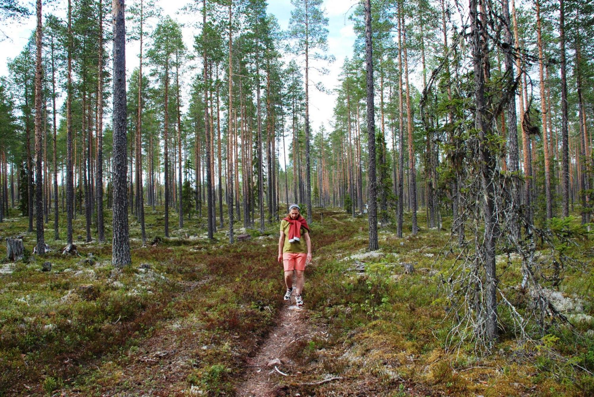 12 - Fulufjellets Nasjonalparker - Natur-, Dyre- Og Fugleopplevelser Ljørdal Extérieur photo