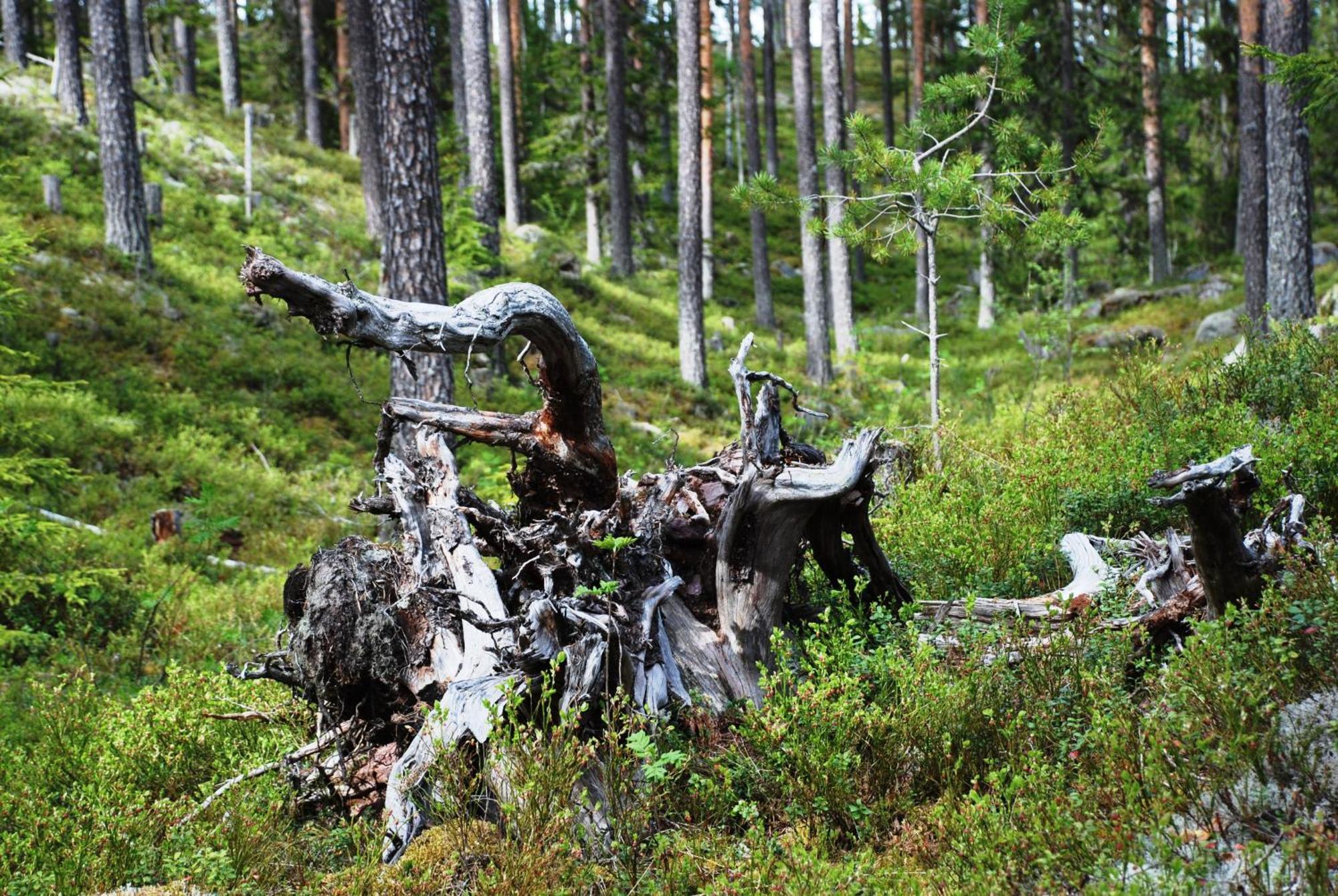 12 - Fulufjellets Nasjonalparker - Natur-, Dyre- Og Fugleopplevelser Ljørdal Extérieur photo