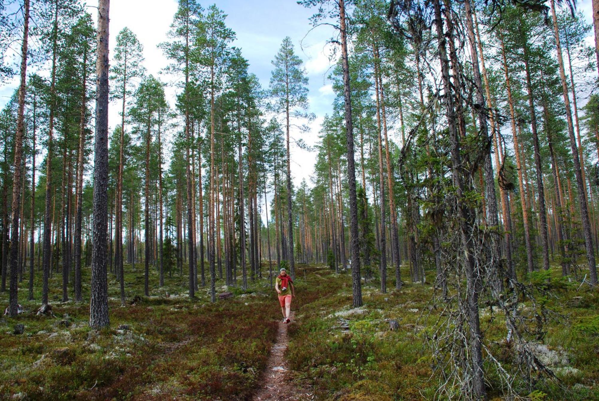 12 - Fulufjellets Nasjonalparker - Natur-, Dyre- Og Fugleopplevelser Ljørdal Extérieur photo