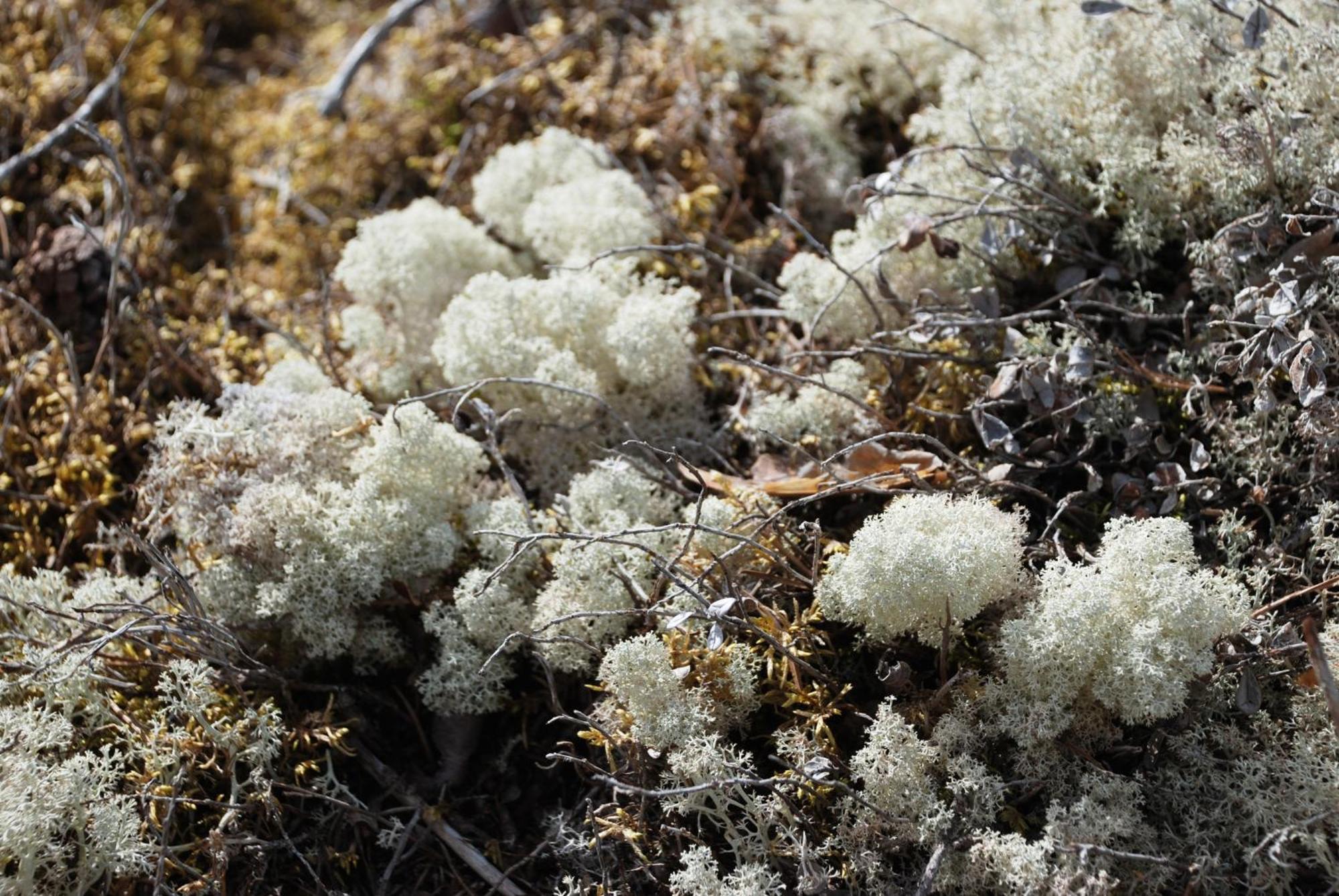 12 - Fulufjellets Nasjonalparker - Natur-, Dyre- Og Fugleopplevelser Ljørdal Extérieur photo