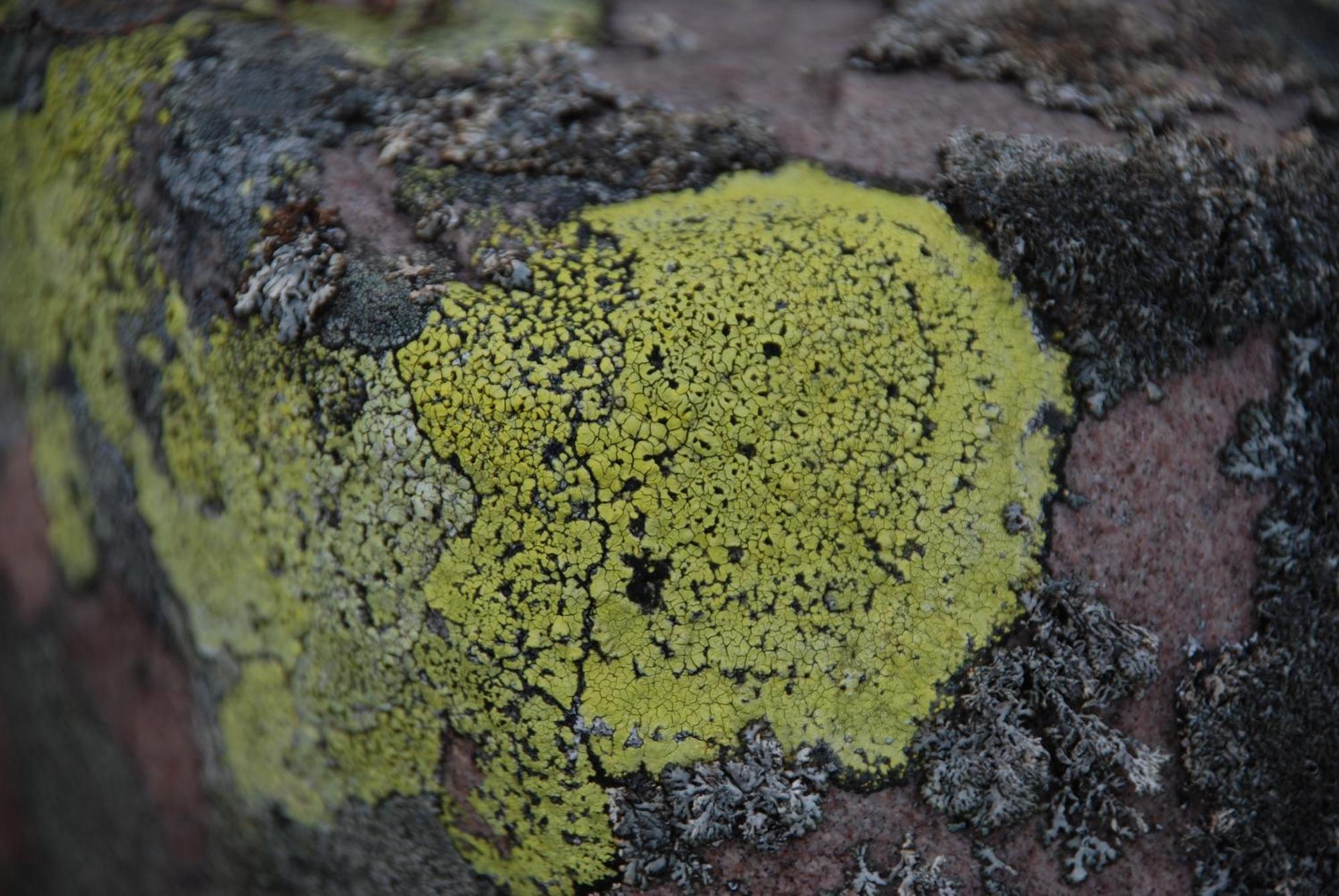 12 - Fulufjellets Nasjonalparker - Natur-, Dyre- Og Fugleopplevelser Ljørdal Extérieur photo