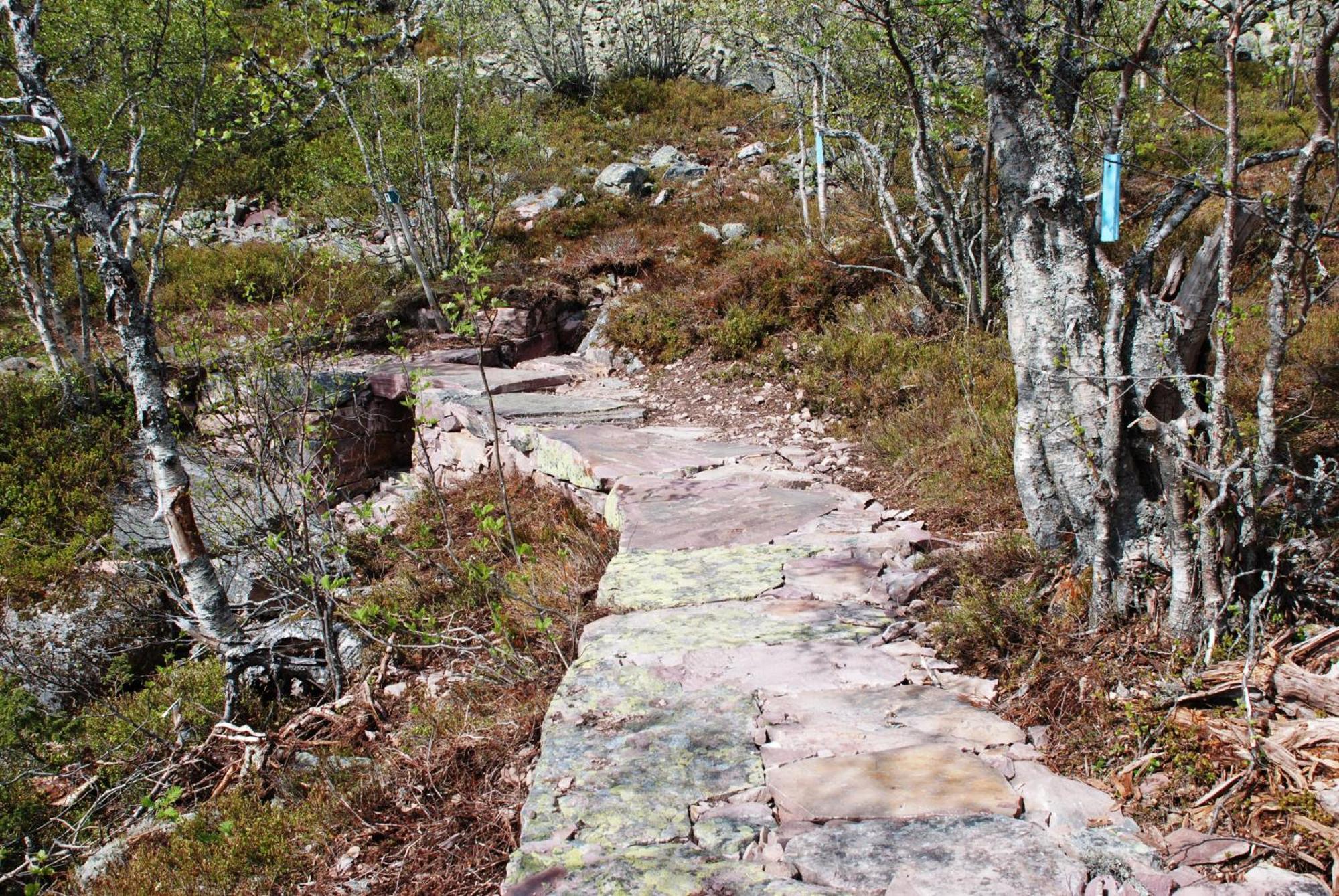 12 - Fulufjellets Nasjonalparker - Natur-, Dyre- Og Fugleopplevelser Ljørdal Extérieur photo