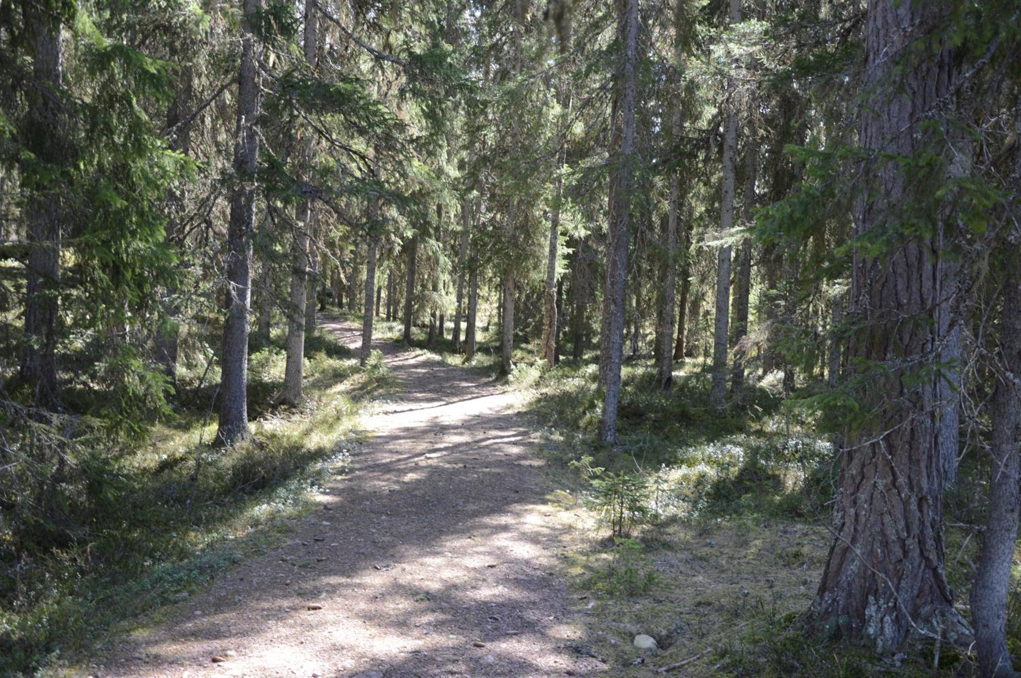 12 - Fulufjellets Nasjonalparker - Natur-, Dyre- Og Fugleopplevelser Ljørdal Extérieur photo