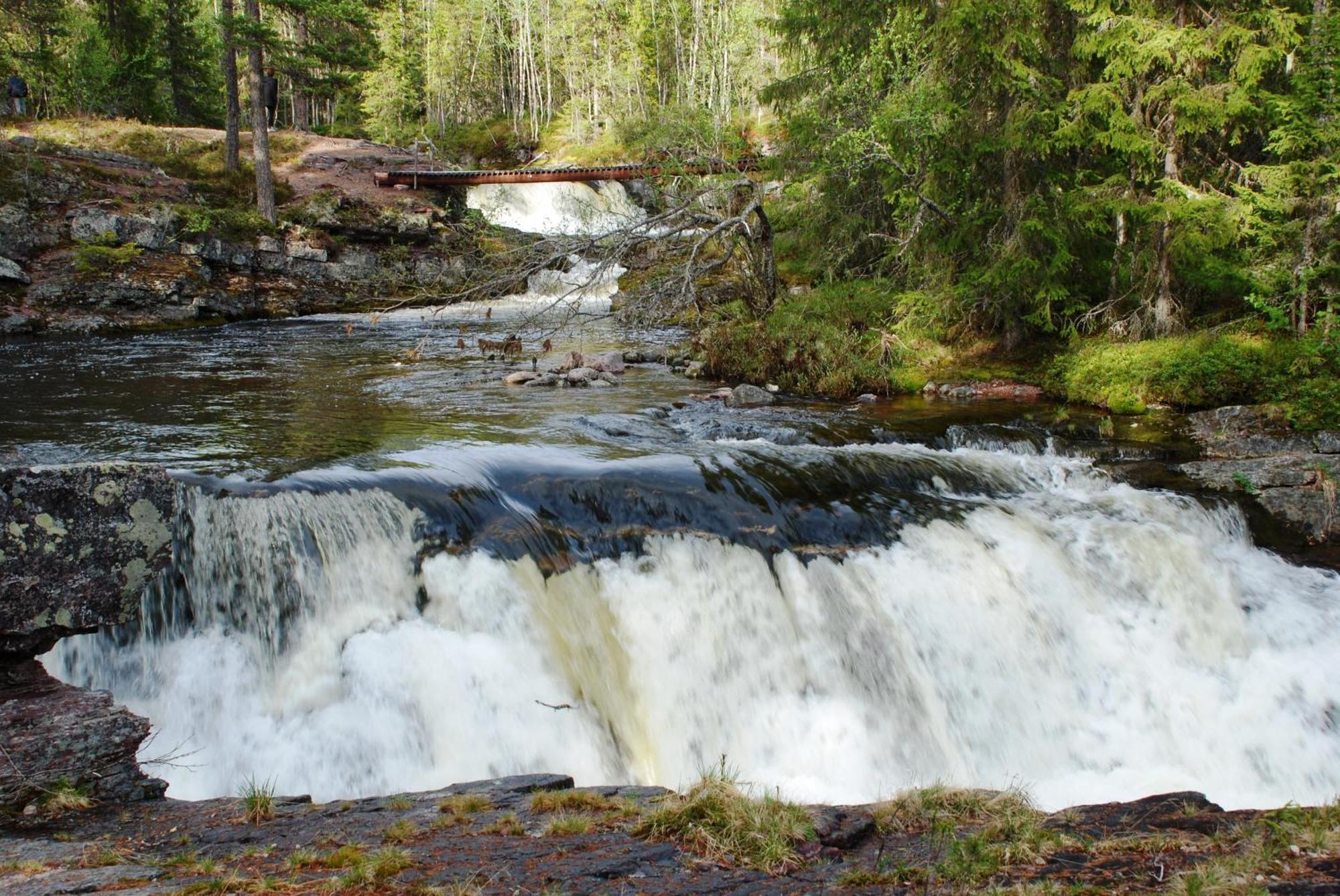 12 - Fulufjellets Nasjonalparker - Natur-, Dyre- Og Fugleopplevelser Ljørdal Extérieur photo