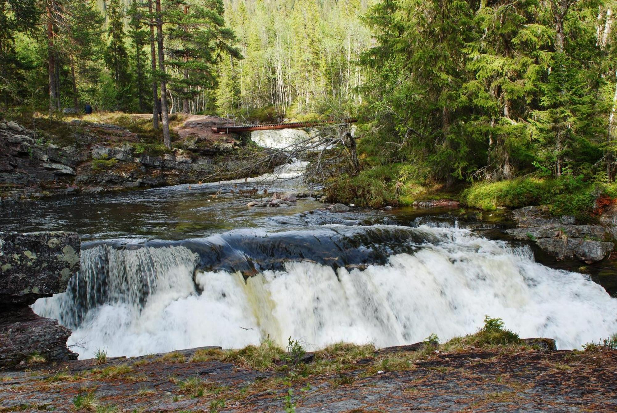 12 - Fulufjellets Nasjonalparker - Natur-, Dyre- Og Fugleopplevelser Ljørdal Extérieur photo