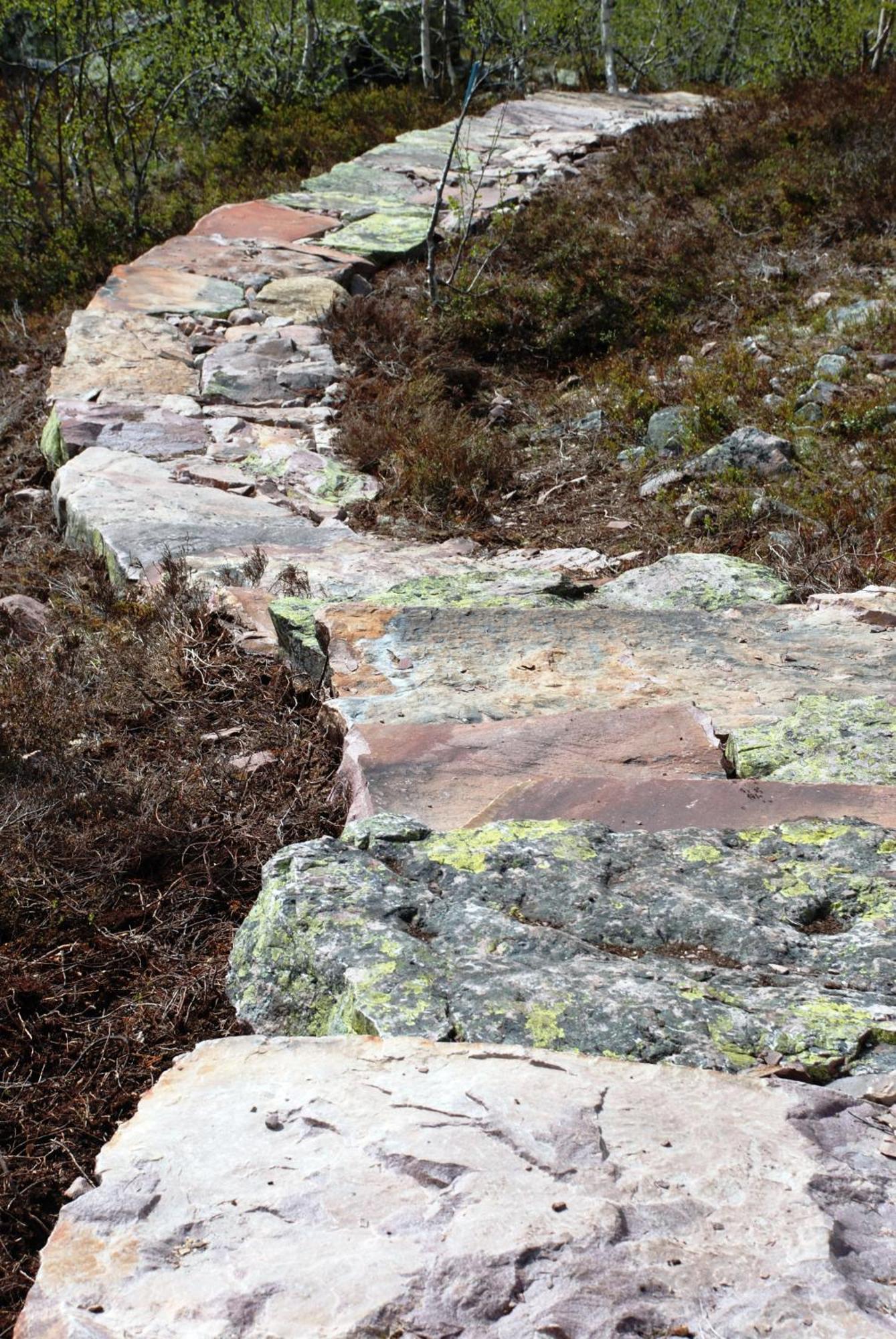 12 - Fulufjellets Nasjonalparker - Natur-, Dyre- Og Fugleopplevelser Ljørdal Extérieur photo