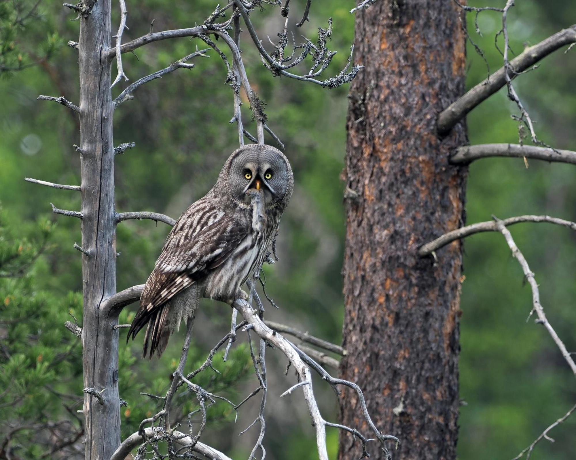 12 - Fulufjellets Nasjonalparker - Natur-, Dyre- Og Fugleopplevelser Ljørdal Extérieur photo
