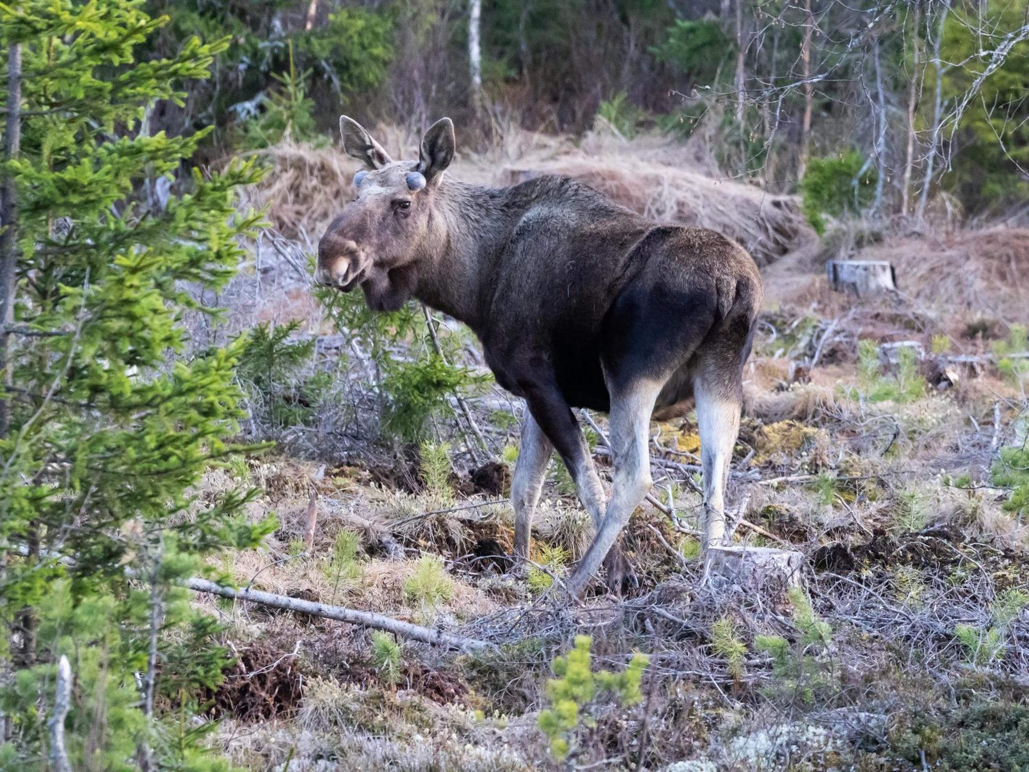 12 - Fulufjellets Nasjonalparker - Natur-, Dyre- Og Fugleopplevelser Ljørdal Extérieur photo